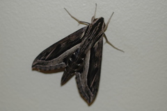 Hippotion velox