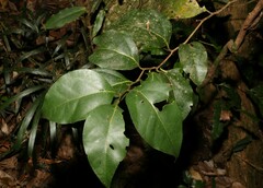 Cryptocarya foveolata