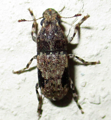 Anthribidae