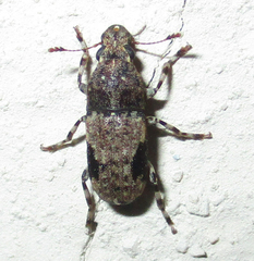 Anthribidae
