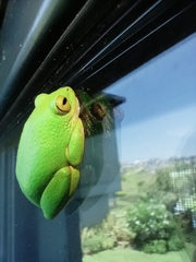 Hyperolius tuberilinguis