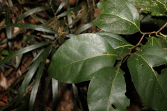 Cryptocarya foveolata