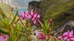 Chamaenerion fleischeri