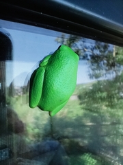 Hyperolius tuberilinguis