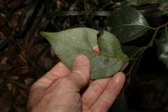 Cryptocarya foveolata