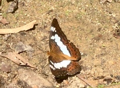 Moduza procris milonia