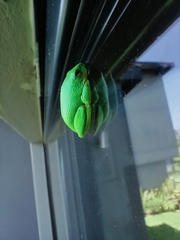 Hyperolius tuberilinguis