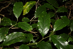 Pennantia cunninghamii