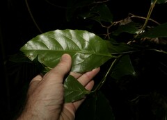 Pennantia cunninghamii