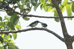 Pogoniulus bilineatus