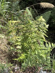 Microlepia platyphylla