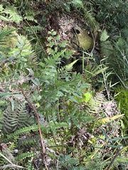 Microlepia platyphylla