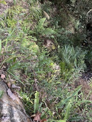 Microlepia platyphylla