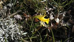 Narcissus minor asturiensis