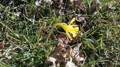Narcissus minor asturiensis