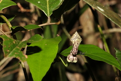Aristolochia laheyana