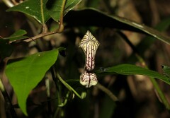 Aristolochia laheyana