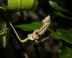 Aristolochia laheyana