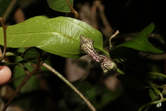 Aristolochia laheyana