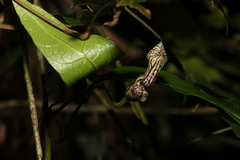 Aristolochia laheyana