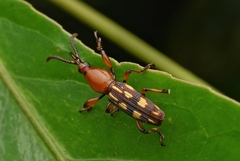 Baryrhynchus poweri