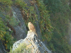Falco tinnunculus canariensis