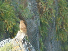Falco tinnunculus canariensis