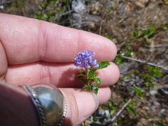 Ceanothus foliosus foliosus