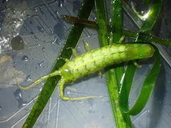 Pentidotea montereyensis