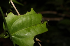Ozphyllum naskreckii