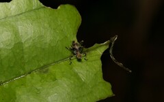 Ozphyllum naskreckii