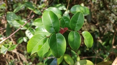 Zanthoxylum