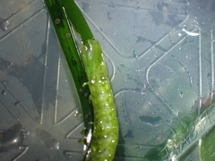 Pentidotea montereyensis