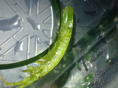 Pentidotea montereyensis