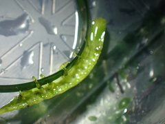 Pentidotea montereyensis