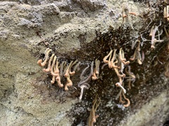 Pyrrosia linearifolia