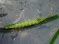 Pentidotea montereyensis