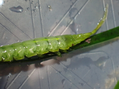 Pentidotea montereyensis