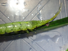 Pentidotea montereyensis