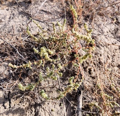 Salsola orientalis