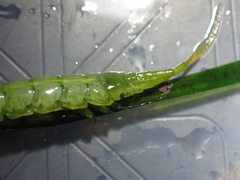 Pentidotea montereyensis