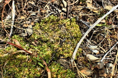 Scleranthus biflorus