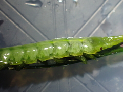 Pentidotea montereyensis