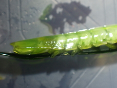 Pentidotea montereyensis