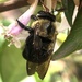 Xylocopa scioensis - Photo (c) rqy-yong, alguns direitos reservados (CC BY-NC-ND), uploaded by rqy-yong