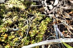 Scleranthus biflorus