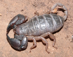 Hormuridae