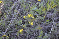 Draba sibirica