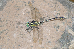 Hemigomphus heteroclytus