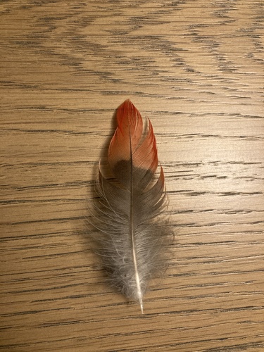 Plume de Perruche de Pennant